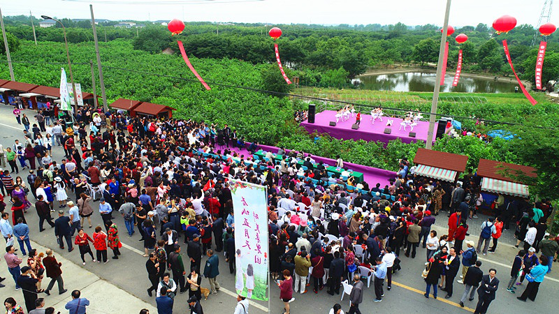 采桑，品酿，地头里人来人往……句容市第六届桑果紫酒节开幕