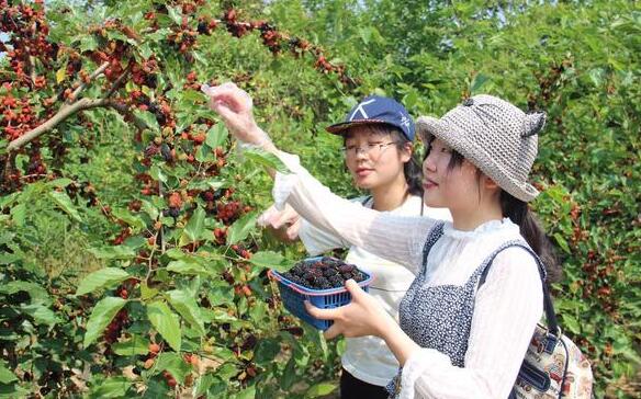 “醉美桑果园” 句容市第四届桑果紫酒节开幕